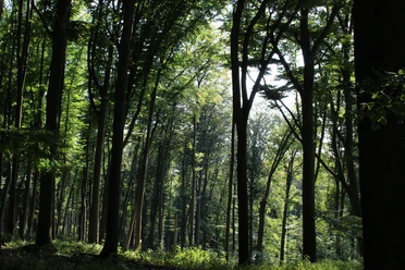 Wald Bad Iburg