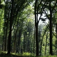 Wald Bad Iburg