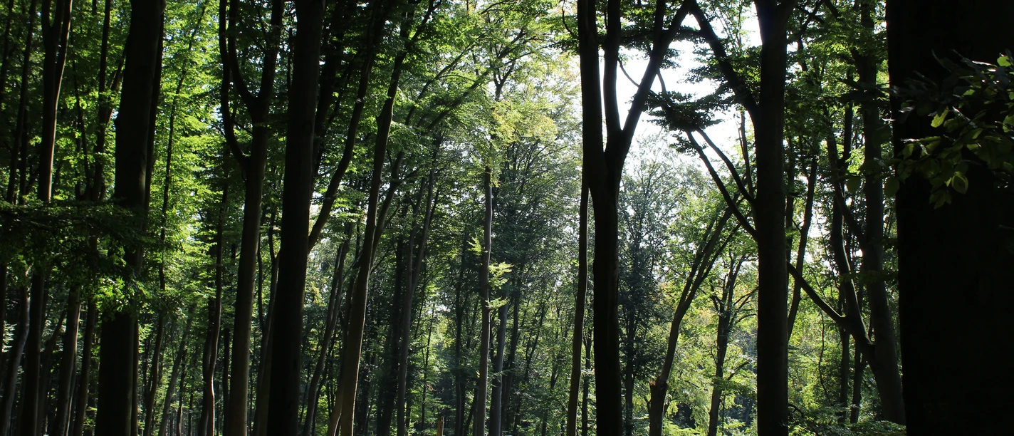 Wald Bad Iburg