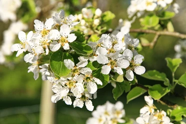 Frühlingsblüten