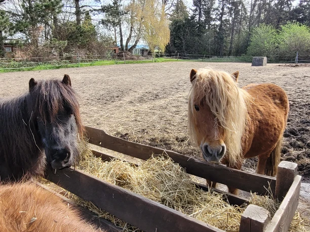 Reitstall Dettum 4.jpg