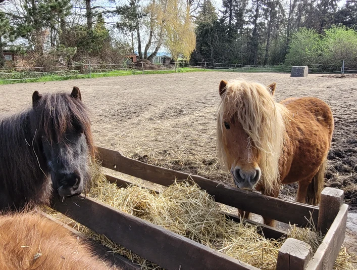 Reitstall Dettum 4.jpg