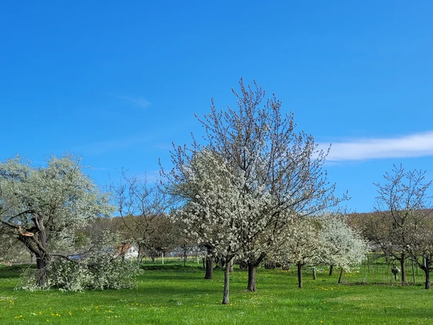 Obstbausiedlung Evessen 1.jpg