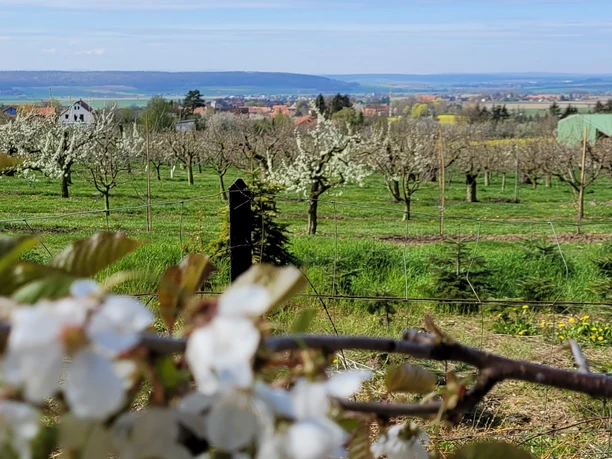 Obstbausiedlung Evessen 6.jpg
