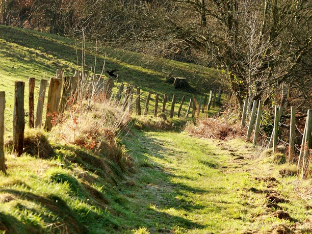 Weg in Oberlandscheid Ein schmaler Wanderweg führt durch eine sonnige, grüne Wiese, gesäumt von einer Holzlatten-Grenze.