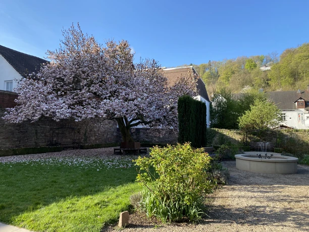 Magnolienblühte im Rosengarten