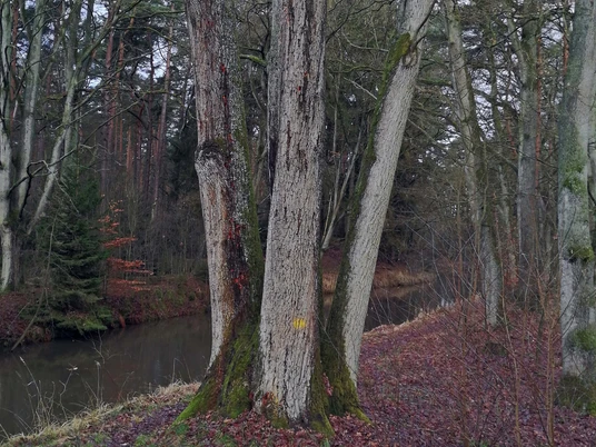 Vierlingseiche Gifhorn quer.jpg