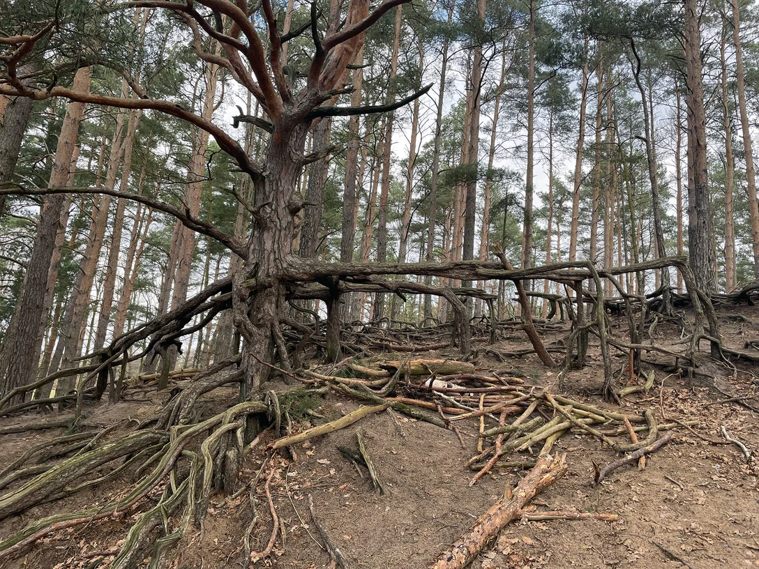 Wurzelbaum Gifhorn-Winkel.jpg