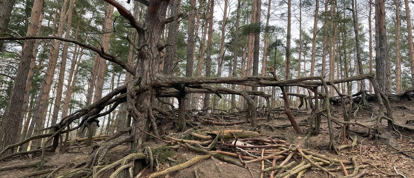 Wurzelbaum Gifhorn-Winkel.jpg