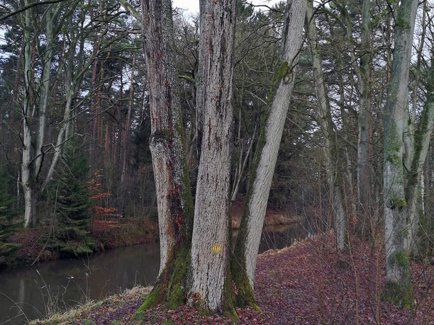 Vierlingseiche Gifhorn .jpg