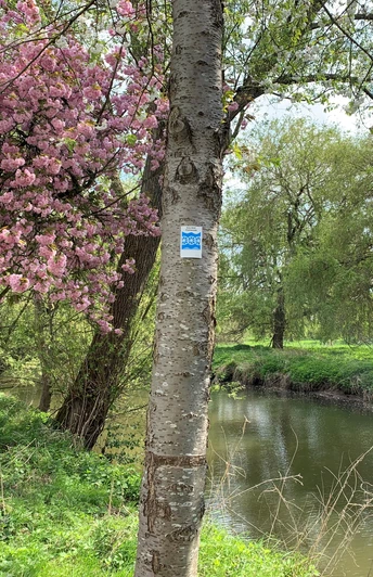 Ein blühender Kirschbaum steht an einem ruhigen Fluss, flankiert von grünen Weiden im Frühling.