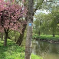 Kirschblüte an der Ems Ein blühender Kirschbaum steht an einem ruhigen Fluss, flankiert von grünen Weiden im Frühling.