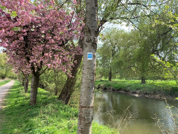 Kirschblüte an der Ems Ein blühender Kirschbaum steht an einem ruhigen Fluss, flankiert von grünen Weiden im Frühling.