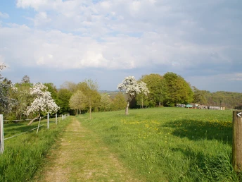 Wiesenweg vor Kern Ein blühender Baum im Grünen auf einem Weg unter blauem Himmel in ländlicher Landschaft.