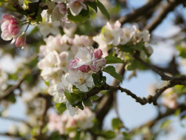 Blüten Blühende Apfelbaumzweige mit zarten weißen und rosa Blüten vor blauem Himmel im Frühling.