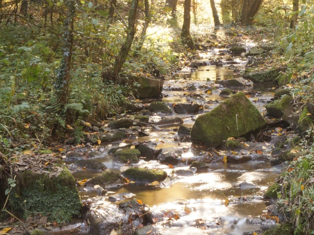 Hombach in Herrenstrunden Ein malerischer Wald mit Bach, beleuchtet von warmem Sonnenlicht, lädt zum Verweilen ein.
