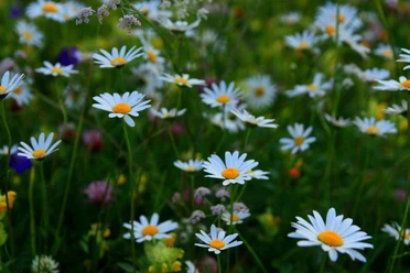 Botanische Exkursion - Sommer mit Danny Böttger