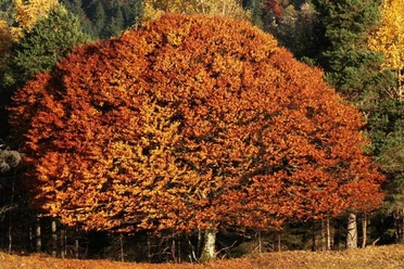 Botanische Herbstwanderung mit Danny Böttger