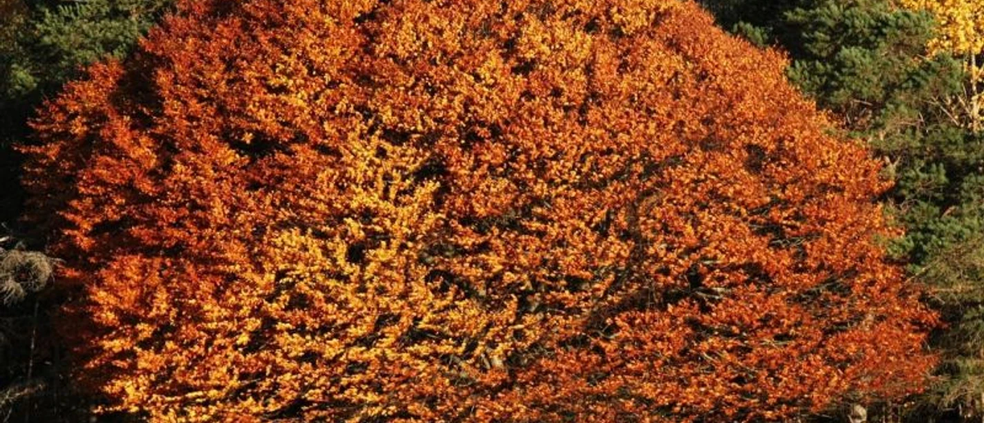 Botanische Herbstwanderung mit Danny Böttger