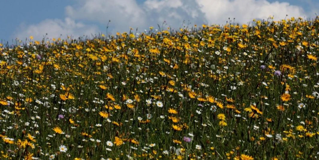 Wildkräuterwanderung