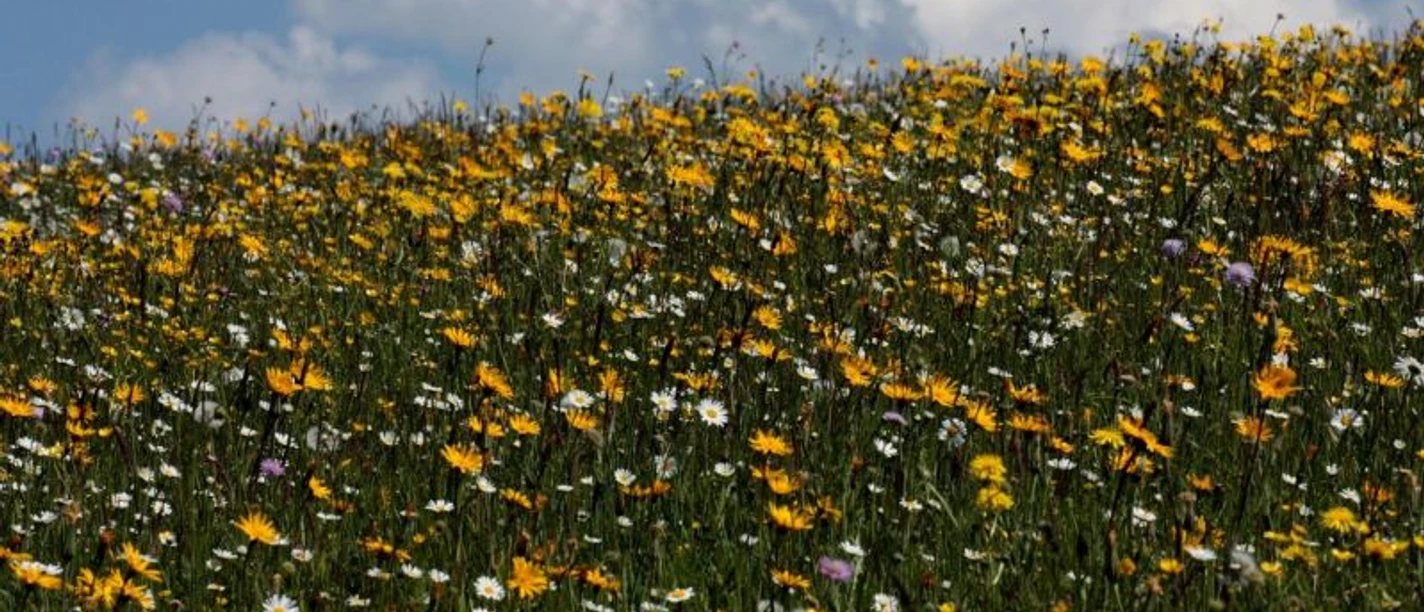 Wildkräuterwanderung