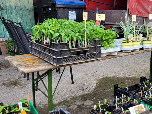 Tomatenmarkt 1 (2).jpg