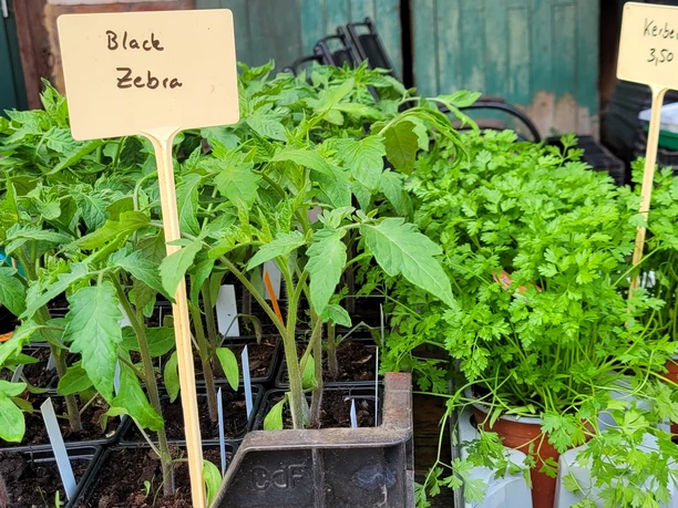Tomatenmarkt 5.jpg