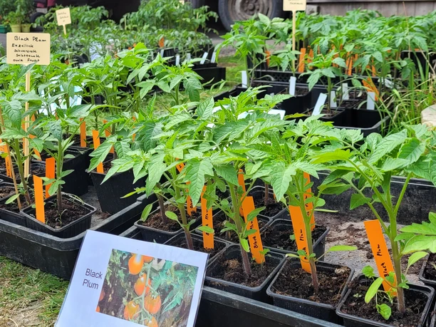 Tomatenmarkt 2.jpg