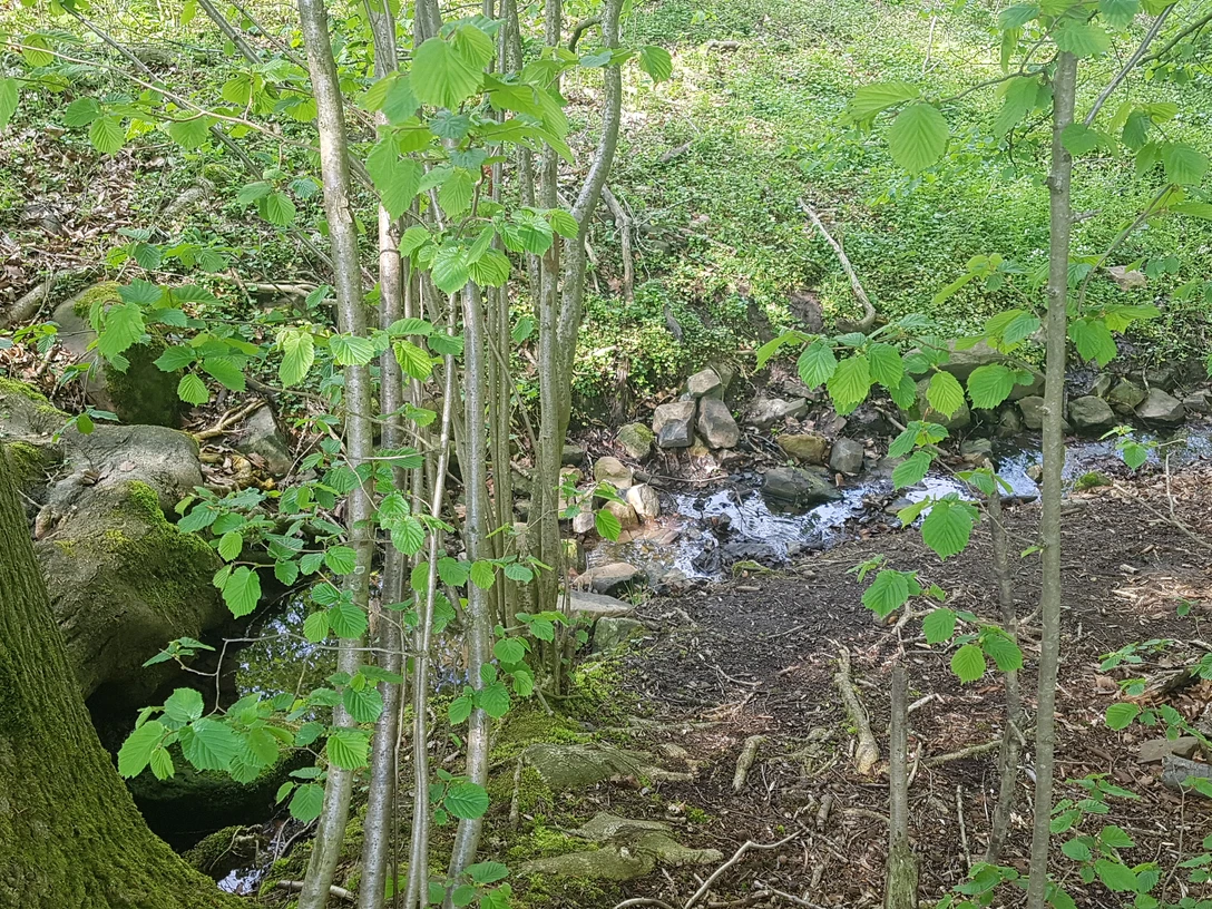 Ein schmaler Bach fließt durch einen dichten Wald mit frischen grünen Blättern und moosbewachsenen Steinen.
