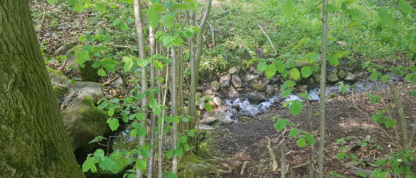 Ein schmaler Bach fließt durch einen dichten Wald mit frischen grünen Blättern und moosbewachsenen Steinen.