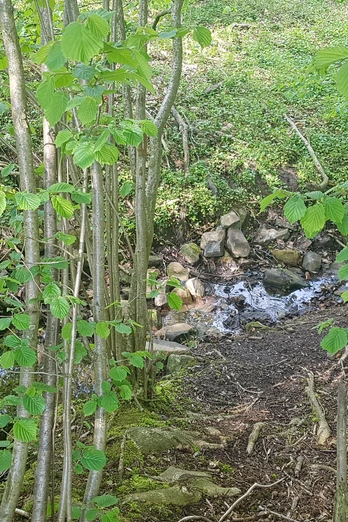 Ein schmaler Bach fließt durch einen dichten Wald mit frischen grünen Blättern und moosbewachsenen Steinen.
