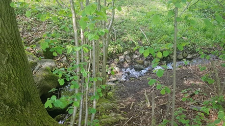 Werrequelle.jpg Ein schmaler Bach fließt durch einen dichten Wald mit frischen grünen Blättern und moosbewachsenen Steinen.