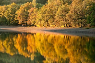 Lingese-Talsperre Der Herbstwald spiegelt sich malerisch im ruhigen See, während eine Person am Ufer spaziert.