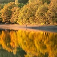 Lingese-Talsperre Der Herbstwald spiegelt sich malerisch im ruhigen See, während eine Person am Ufer spaziert.