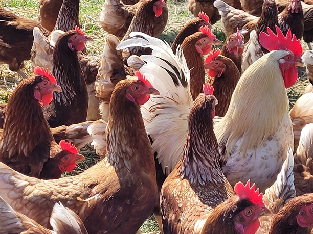 Geflügelparadies 4.jpg