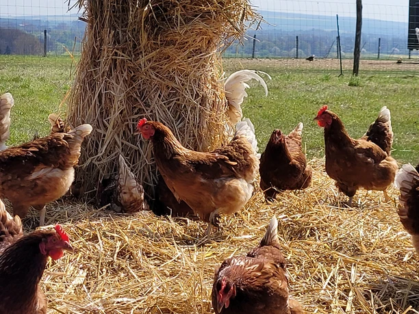 Geflügelparadies 5.jpg