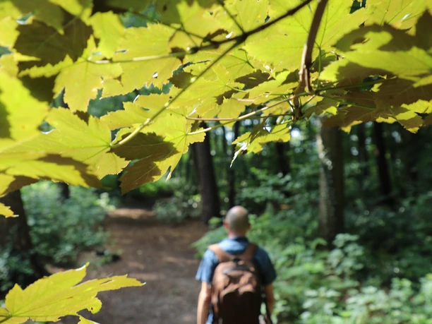Gierather Wald Ein Wanderer auf einem Waldweg, umgeben von Sonnenlicht durchfluteten grünen Blättern.