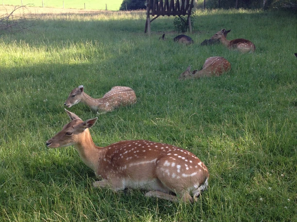 Wildpark Wiehl Mehrere Damhirsche ruhen entspannt auf einer grünen Wiese im Schatten, umgeben von Bäumen.