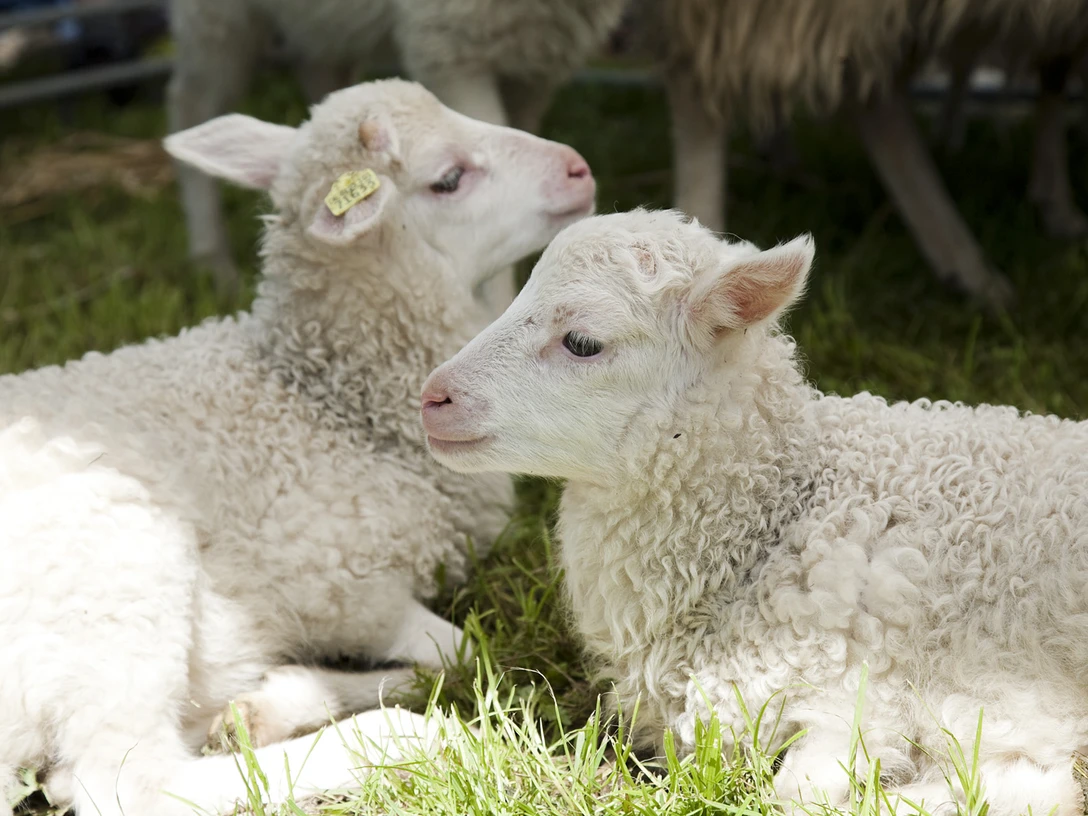 Tierkinder im Freilichtmuseum Zwei weiße Lämmer liegen entspannt auf grünem Gras, während im Hintergrund Schafe stehen.