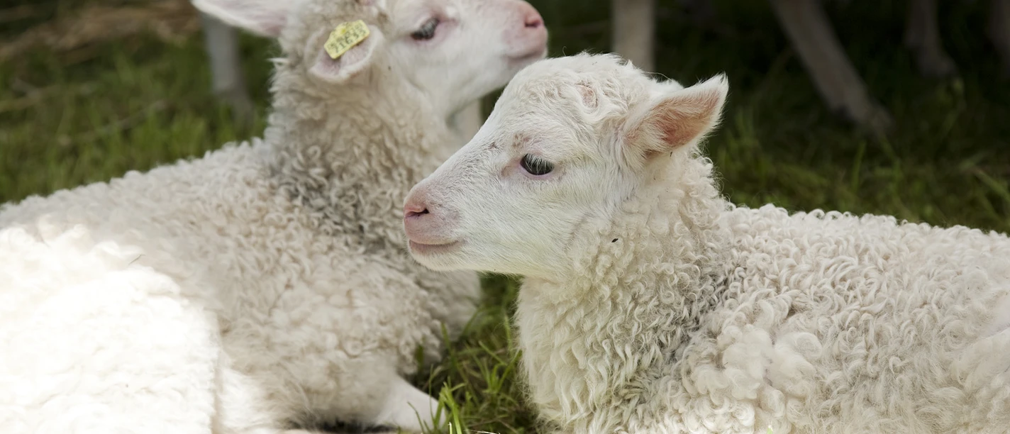 Tierkinder im Freilichtmuseum Zwei weiße Lämmer liegen entspannt auf grünem Gras, während im Hintergrund Schafe stehen.