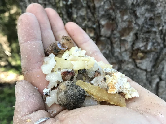 Schätze des Waldes Baumharz vom Aletschwald.jpg