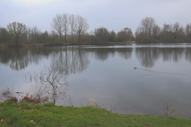 Ein ruhiger See mit Enten, umringt von kahlen Bäumen und einer grünen Wiese im Vordergrund.