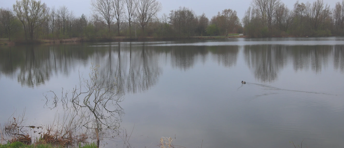 Ein ruhiger See mit Enten, umringt von kahlen Bäumen und einer grünen Wiese im Vordergrund.