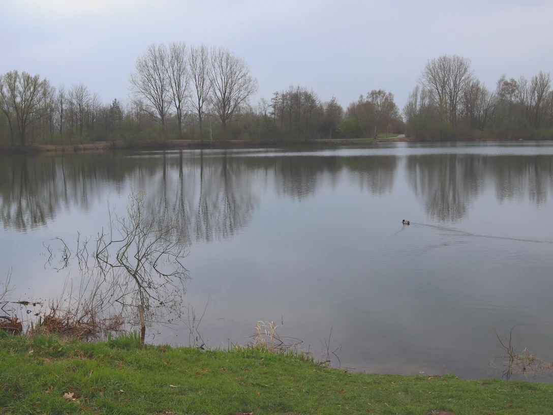 IMG_0367.JPG Ein ruhiger See mit Enten, umringt von kahlen Bäumen und einer grünen Wiese im Vordergrund.