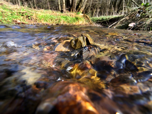 "Zwischen Großer Dhünn und Wipperfeld" Klarer Bach fließt über Steine, grüne Ufervegetation und Wald im Hintergrund.