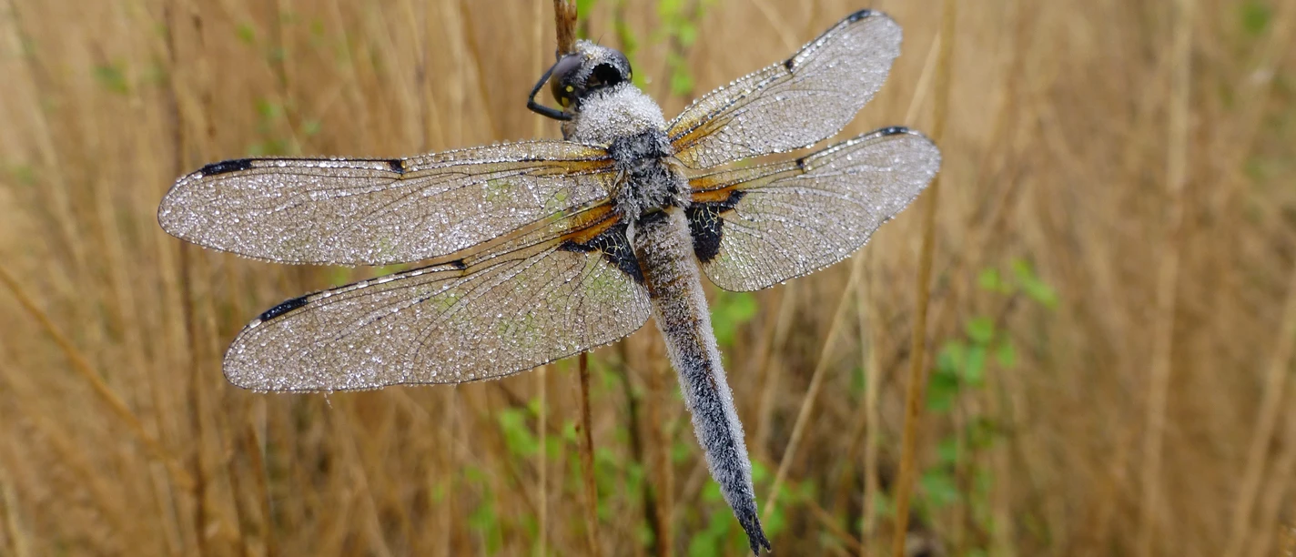 INP_EBloeming_Vierfleck.jpg Libelle mit Tautropfen auf den Flügeln sitzt an einem Halm in einer natürlichen Wiesenlandschaft
