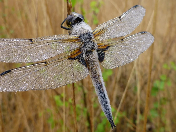 INP_EBloeming_Vierfleck.jpg Libelle mit Tautropfen auf den Flügeln sitzt an einem Halm in einer natürlichen Wiesenlandschaft