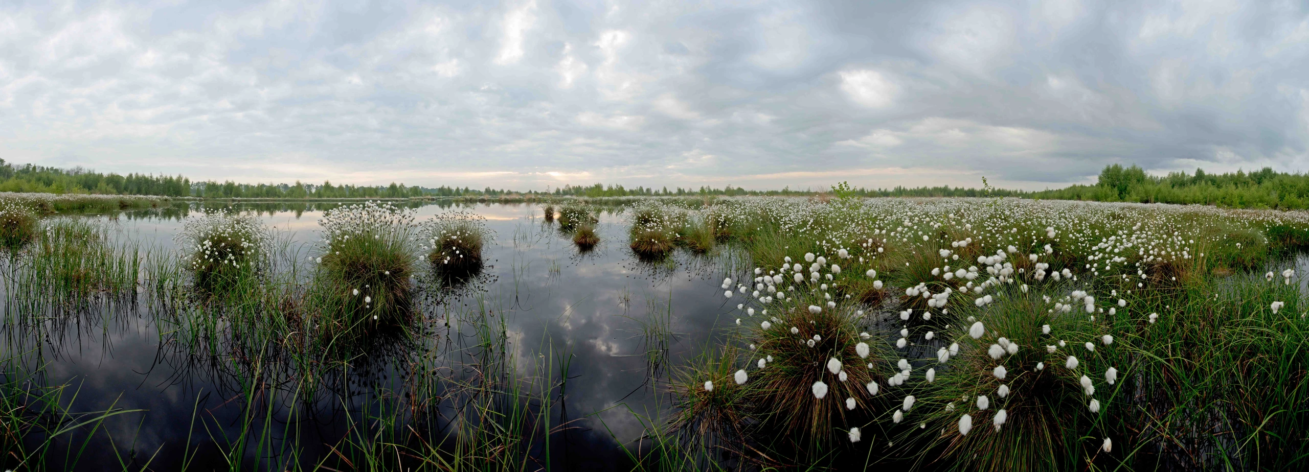 DrNerger_INP_Moorlandschaft_Wollgras.jpg