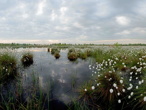 DrNerger_INP_Moorlandschaft_Wollgras.jpg