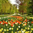 Bunte Tulpen und Narzissen säumen den Parkweg unter dicht belaubten Bäumen, voller Frühlingsfarben.